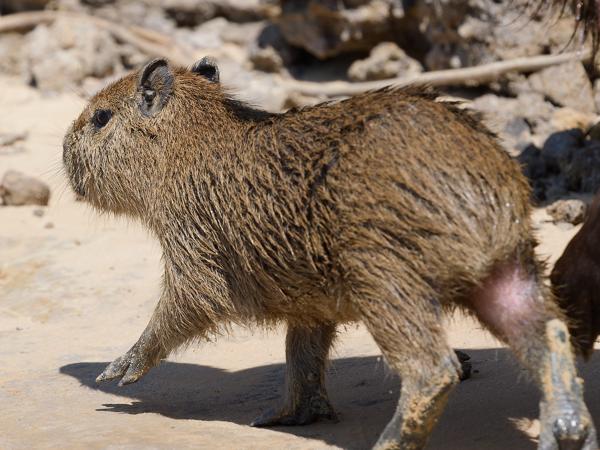 Capibara (Hydrochoerus hydrochaeris)